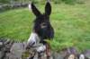 ladymule_small.jpg